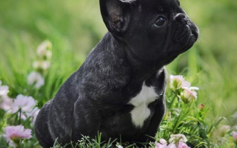 Francuski Buldog prelepi štenci