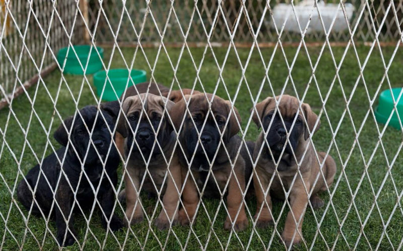 Cane Corso Kane Korso TOP KVALITET