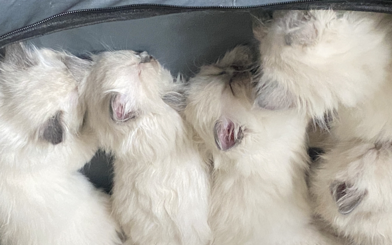 Preslatko novo leglo mačića Ragdoll ....javite mi se na WhatsApp: +44 7453 90715