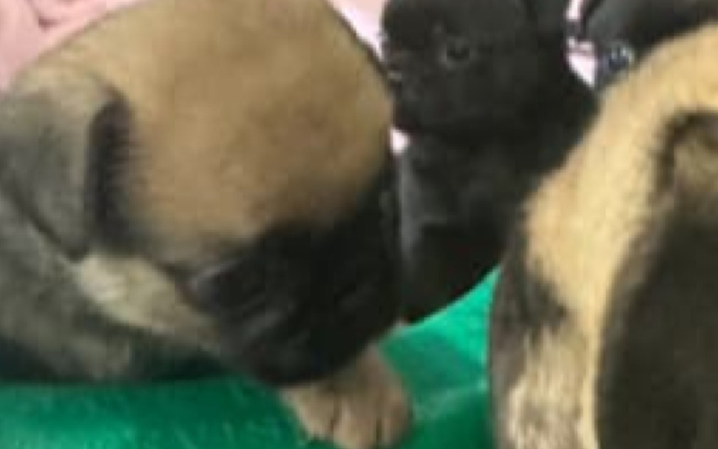 Štenci mopsa spremni za povratak kući....pišite mi na WhatsApp: +44 7453 907158