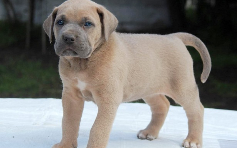 Cane Corso štenci