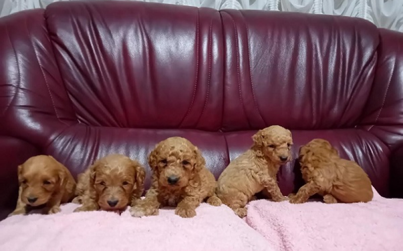 Maltipoo stenci