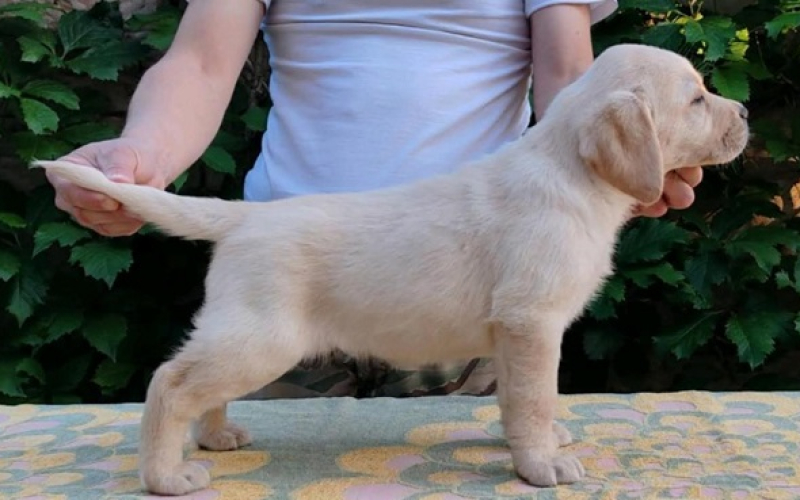Štenci LABRADOR retrivera