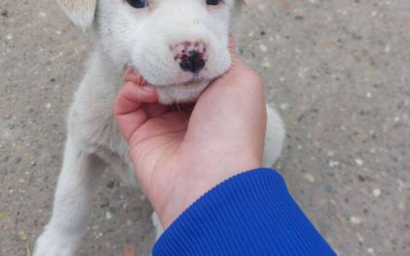 Žensko štene mešanca labradora na poklon