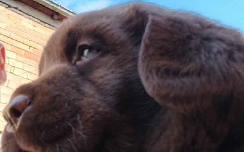 Čokoladni  štenci labrador retrivera