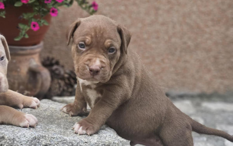 American Bully XL, Američki Buli štenci