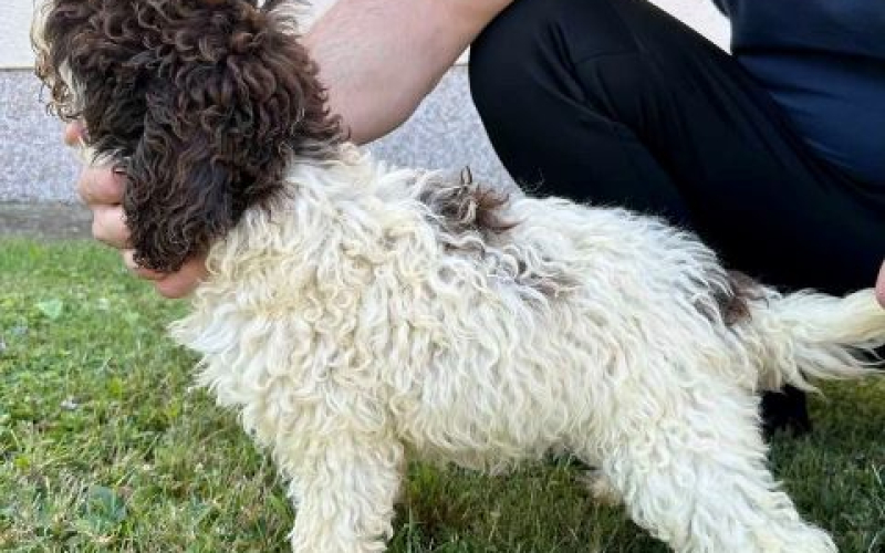 Lagotto Romagnolo, dostupni štenci