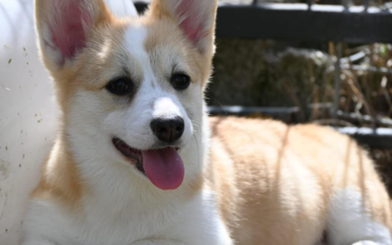 Velski korgi/Welsh Corgi Pembroke