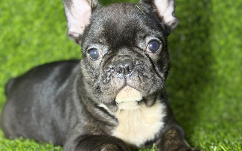 Francuski Buldog prelepi štenci