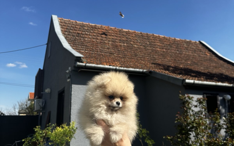 Pomeranac BOO medvedići, Pomeranski Špic štenci