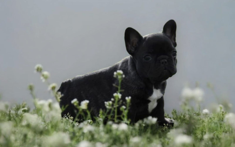 Francuski Buldog prelepi štenci