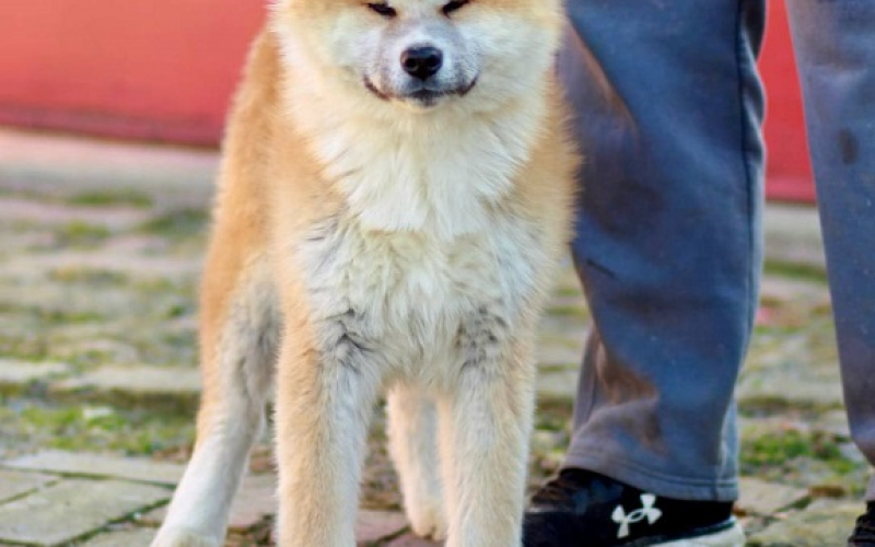 Akita Inu