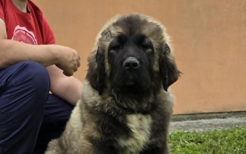 Kavkaski ovčar štenci