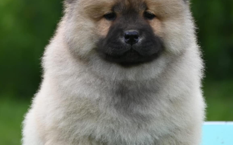 Chow Chow Cau Cau Čau Čau