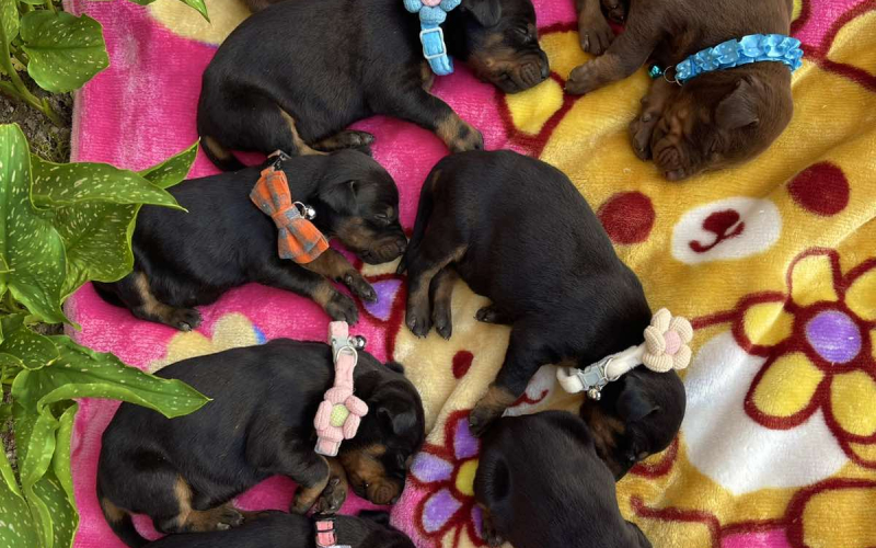 Doberman prelepi stenci