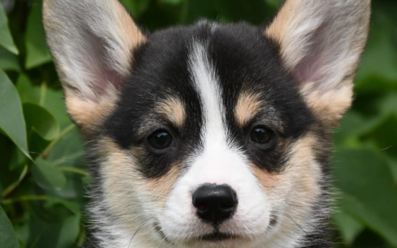 Velski korgi Welsh Corgi Pembroke