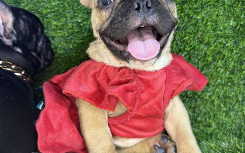 Francuski Buldog prelepi štenci