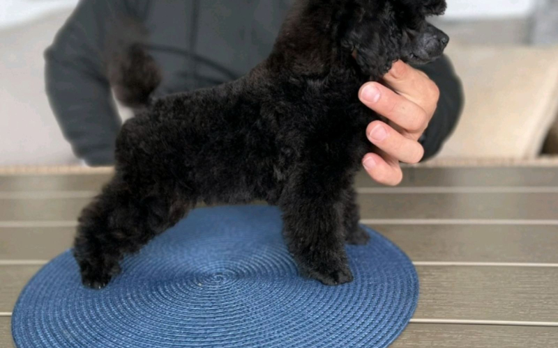 Toy Pudla prelepo muško štene