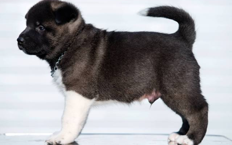 Američka Akita štenci