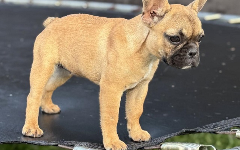 Francuski Buldog