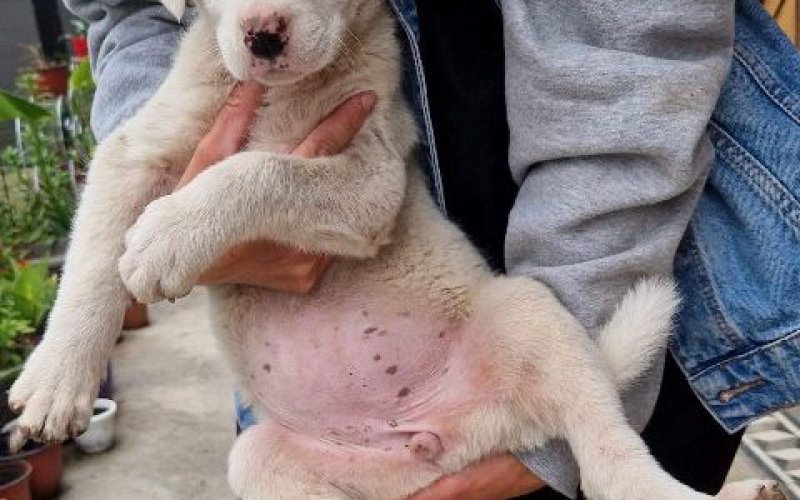Mešanac labradora, žensko štene na poklon