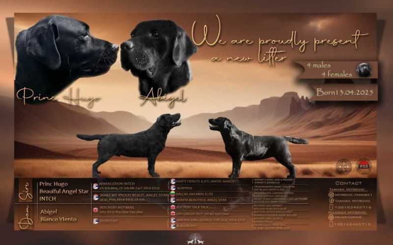 Na prodaju stenci Labrador retriver crne boje