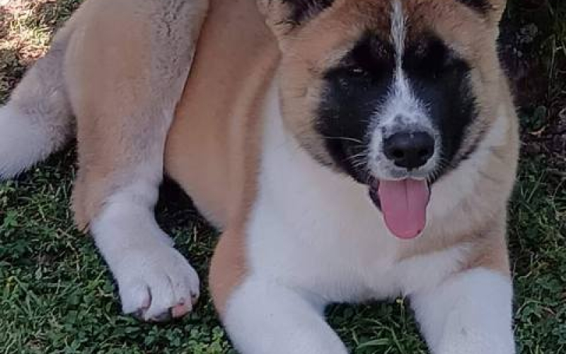 Američka Akita, žensko štene