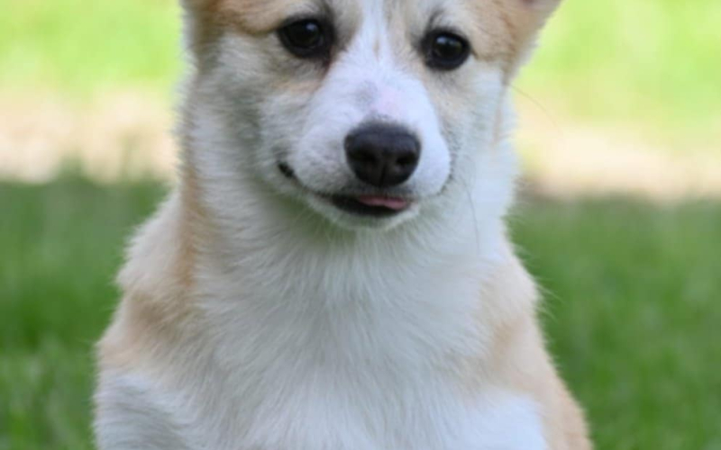 Velski korgi/Welsh Corgi Pembroke