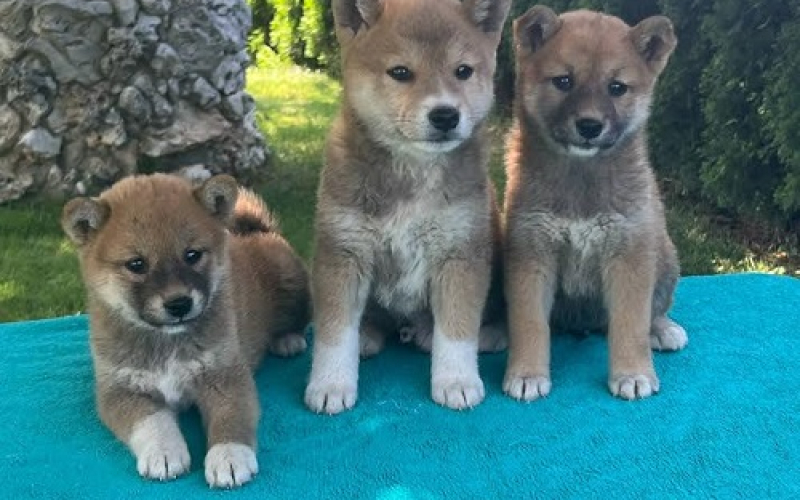 Shiba inu (šiba inu) štenci 