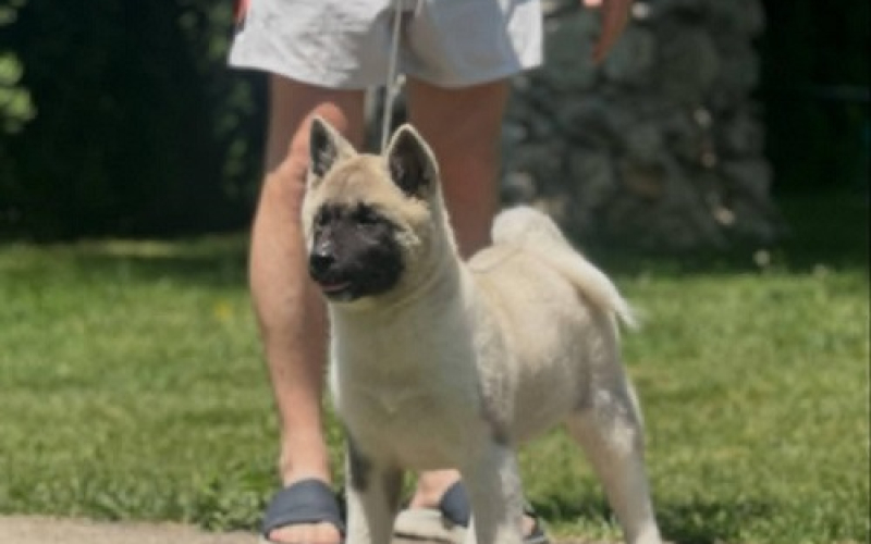 Američka akita
