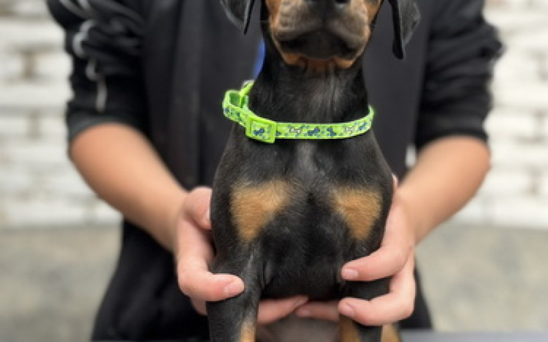 Prodaju se prelepi štenci dobermana, starosti 2 meseca