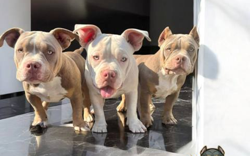 American bully, ženski štenci