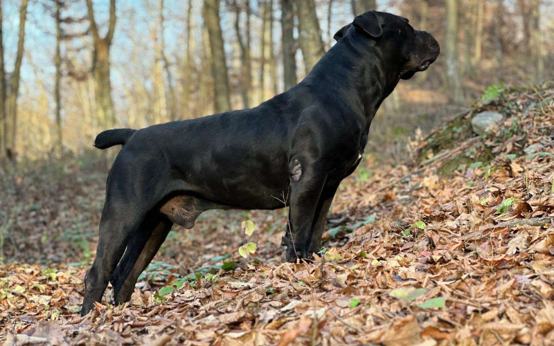 Južnoafrički mastif - Boerboel štenci