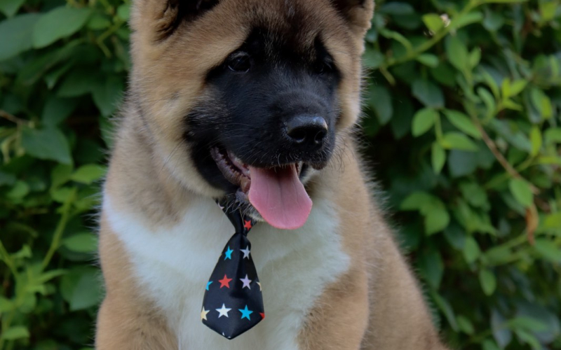 Americka Akita stenci