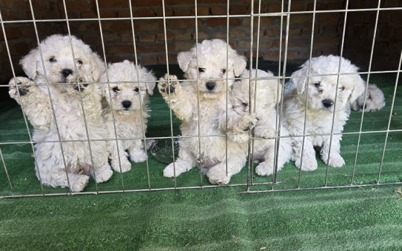Predivni čistokrvni štenci kovrdžavog bišona - bichon frise