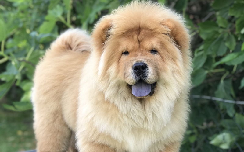 Chow Chow / Čau Čau štenci na prodaju!