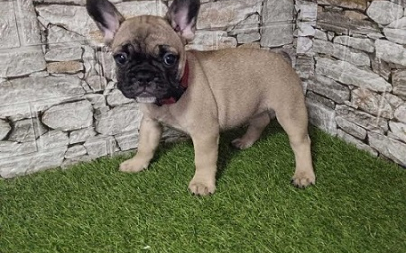 Francuski buldog