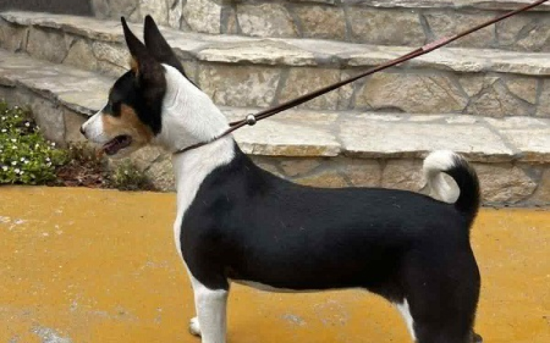 Prelepi BASENJI štenci