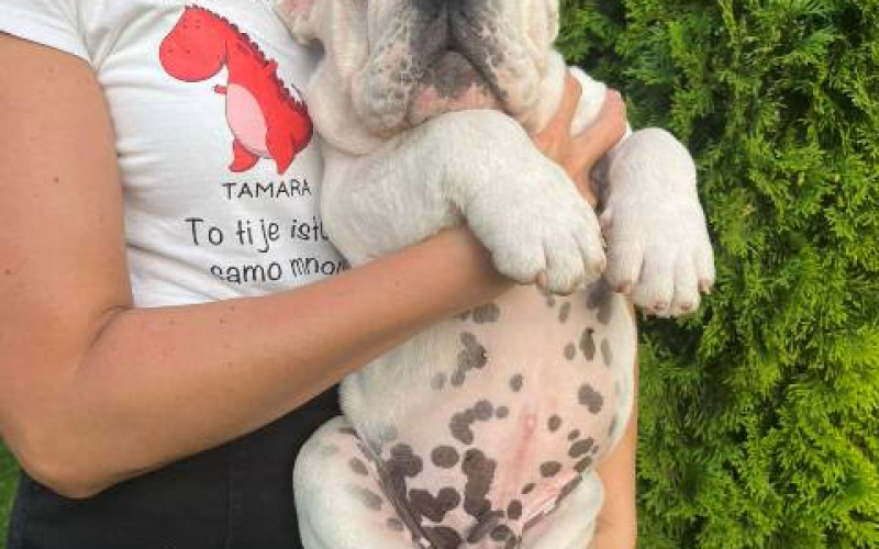 Engleski buldog, muško štene