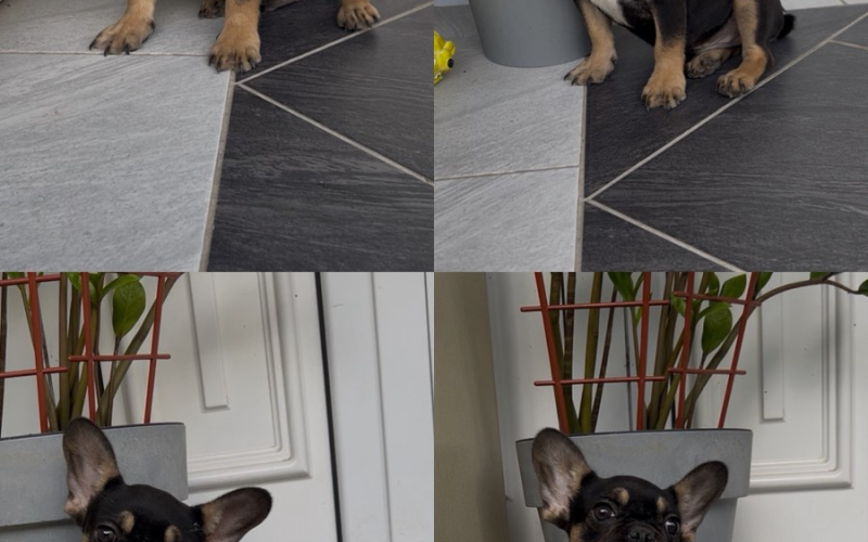 Francuski Buldog black & tan musko stene