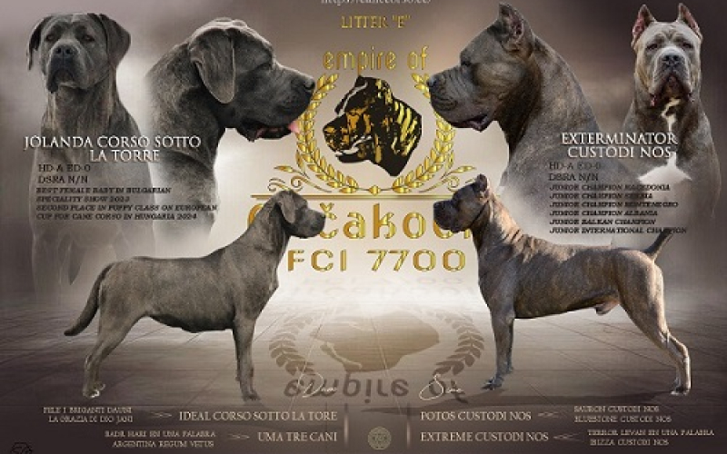 Cane corso štenci