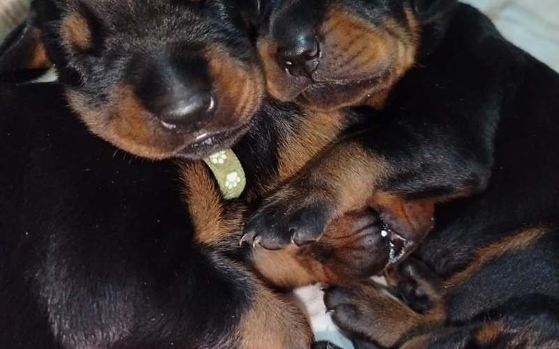 Doberman stenci
