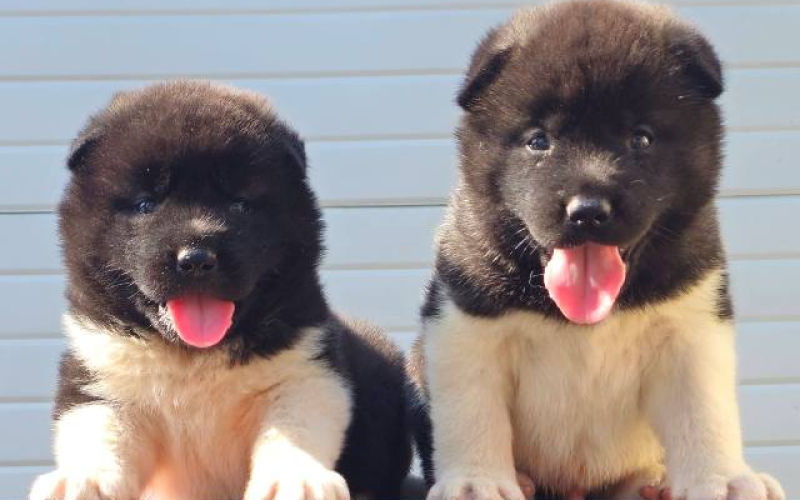 Američka Akita, novo leglo