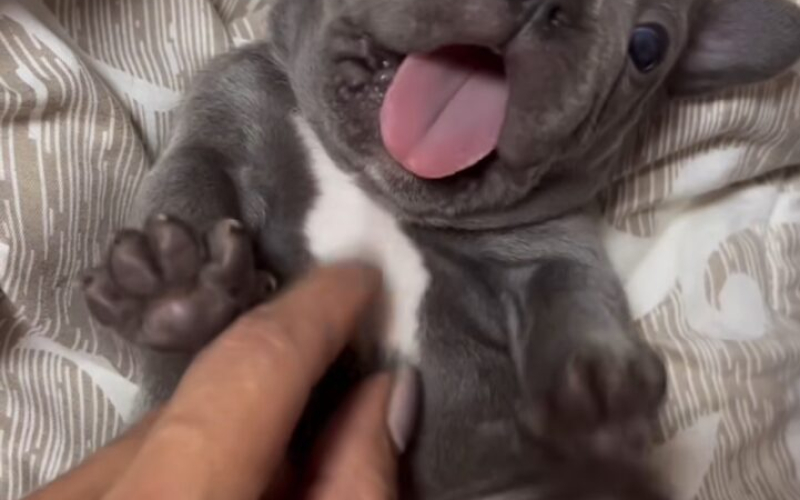 Francuski Buldog prelepi štenci