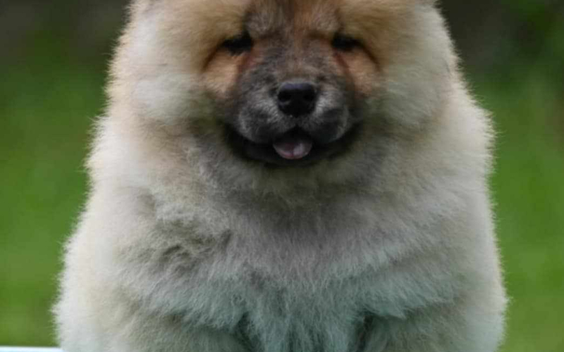Chow Chow Cau Cau Čau Čau