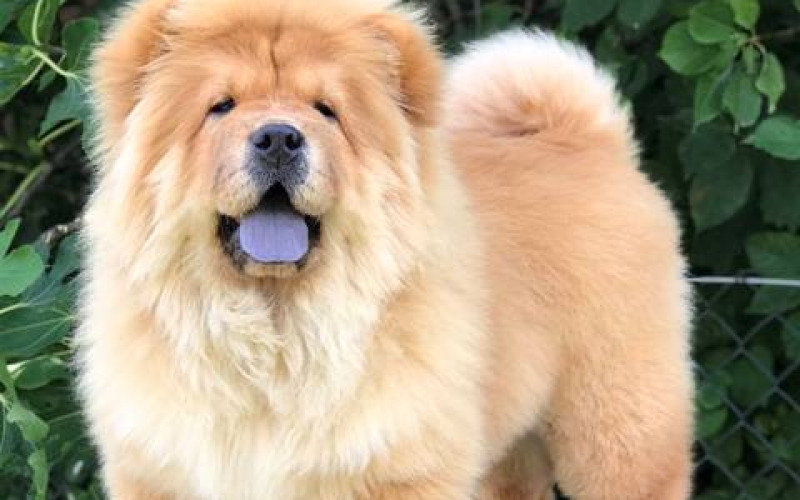Chow Chow / Čau Čau štenci