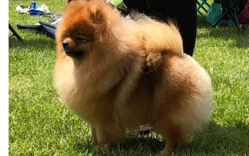 Pomeranac mužjak, spreman za parenje