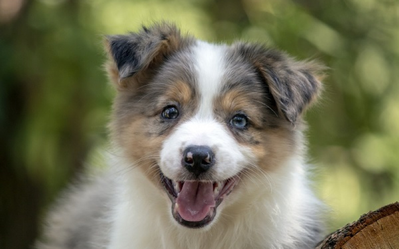 Border koli - Border collie, štenad
