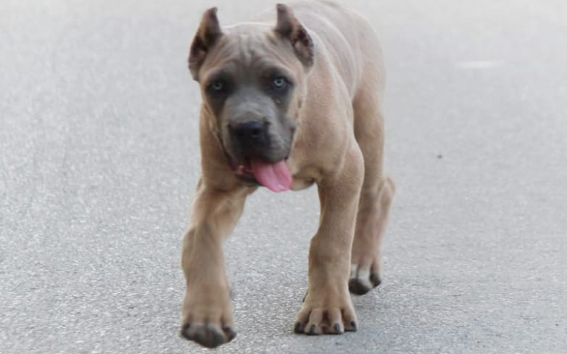 Cane Corso vrhunski štenci