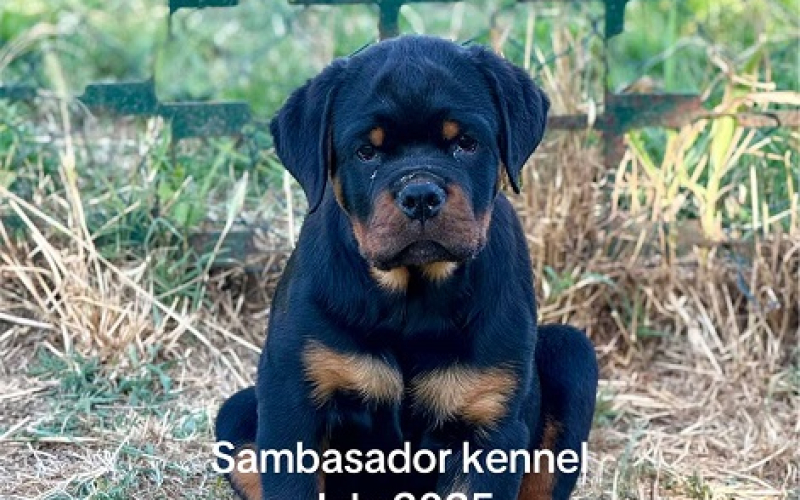 Vrhunsko leglo ROTVAJLERA
